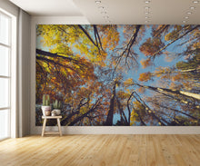 Fall Colors Leaves C Custom Designed Wallpaper