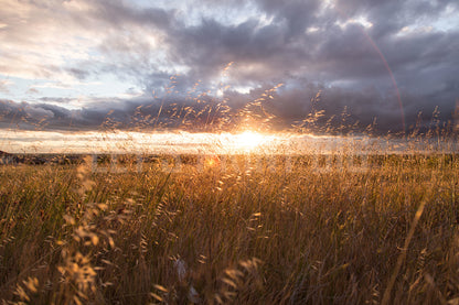 Field Landscape Mural Wallpaper