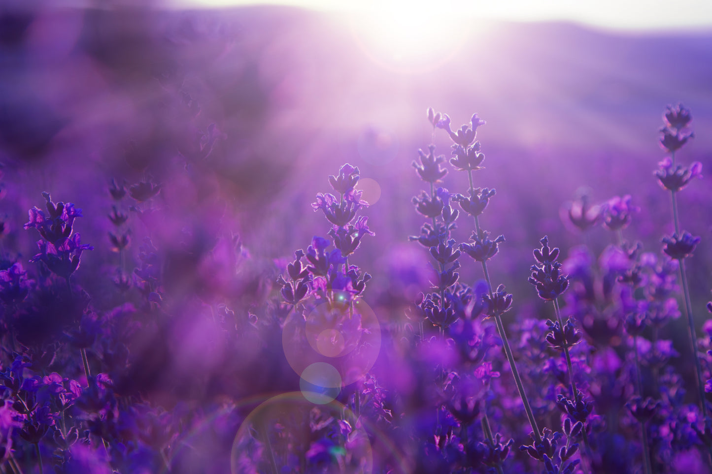 Field Lavender Flowers Wall Mural
