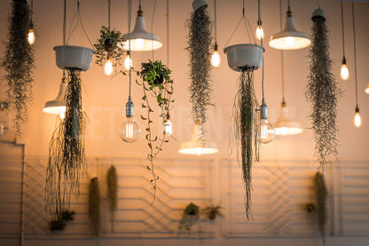 Hanging Plants and Lights Wall Mural