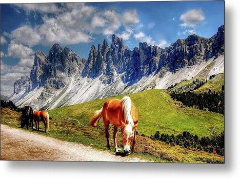 Horses - Metal Print