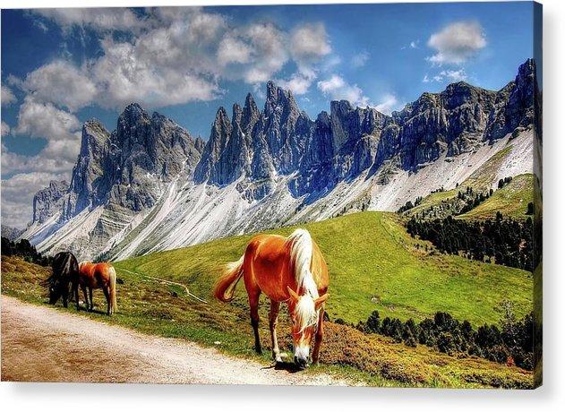 Horses - Acrylic Print