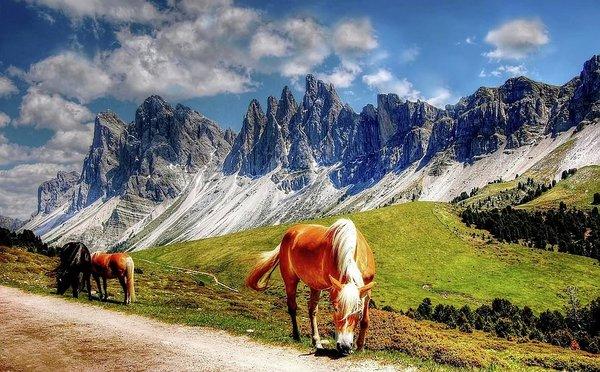 Horses - Art Print