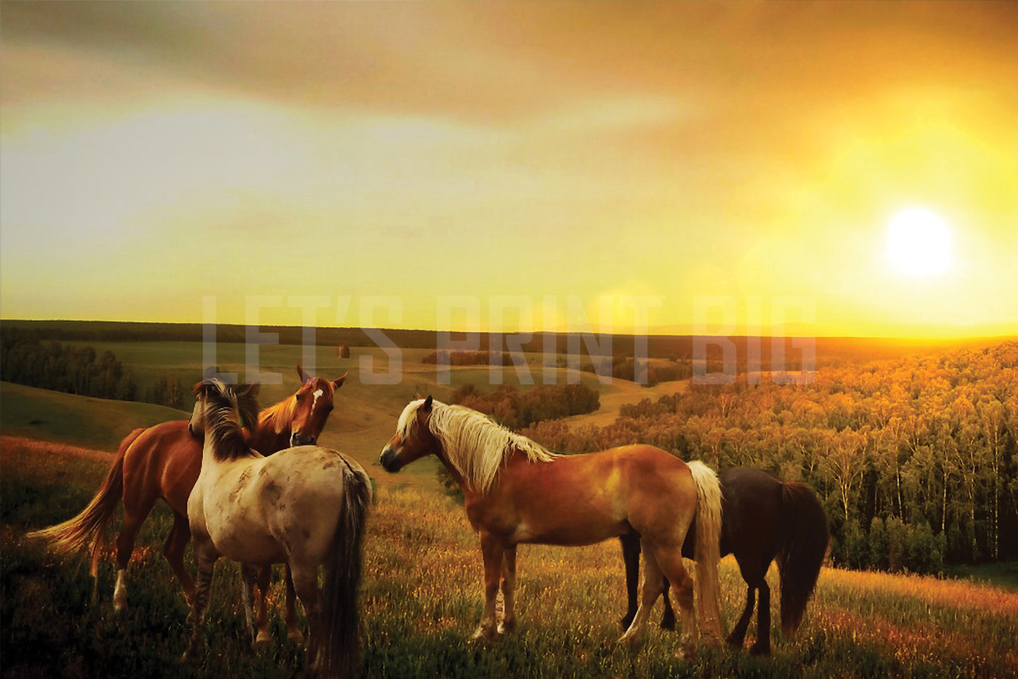 Horses in Pasture Dusk Custom Designed Wallpaper