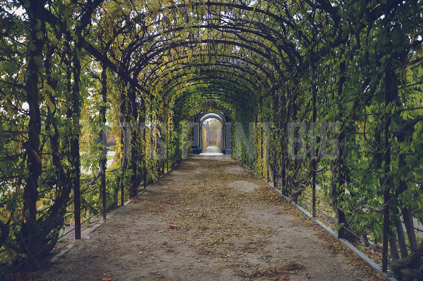Tunnel with Greenery Designed Wallpaper