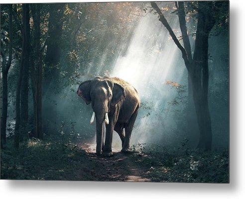 Lone Elephant - Metal Print