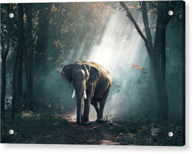 Lone Elephant - Acrylic Print