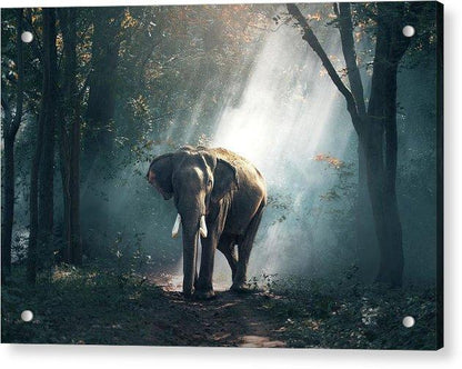 Lone Elephant - Acrylic Print