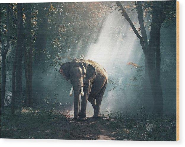 Lone Elephant - Wood Print