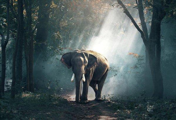 Lone Elephant - Art Print