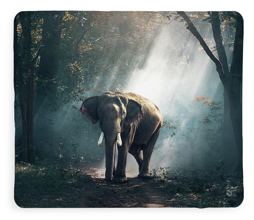 Lone Elephant - Blanket