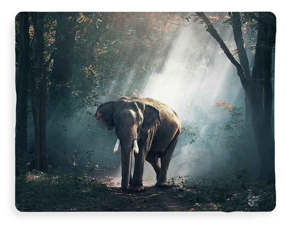 Lone Elephant - Blanket
