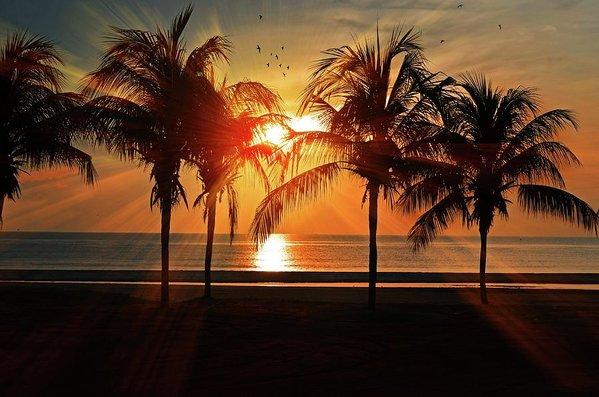Palm Calm - Art Print