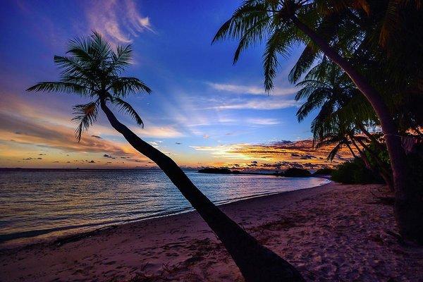 Palm Trees Beach Sunset - Art Print