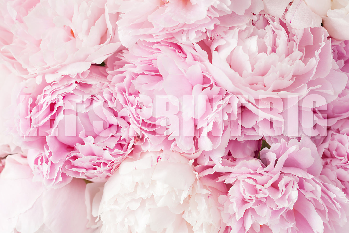 Pink Peony Flower Custom Designed Wallpaper