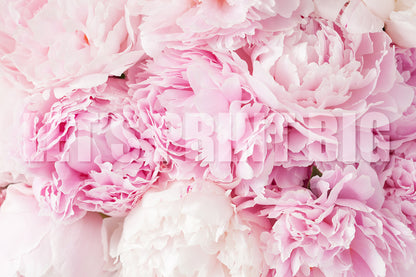 Pink Peony Flower Custom Designed Wallpaper