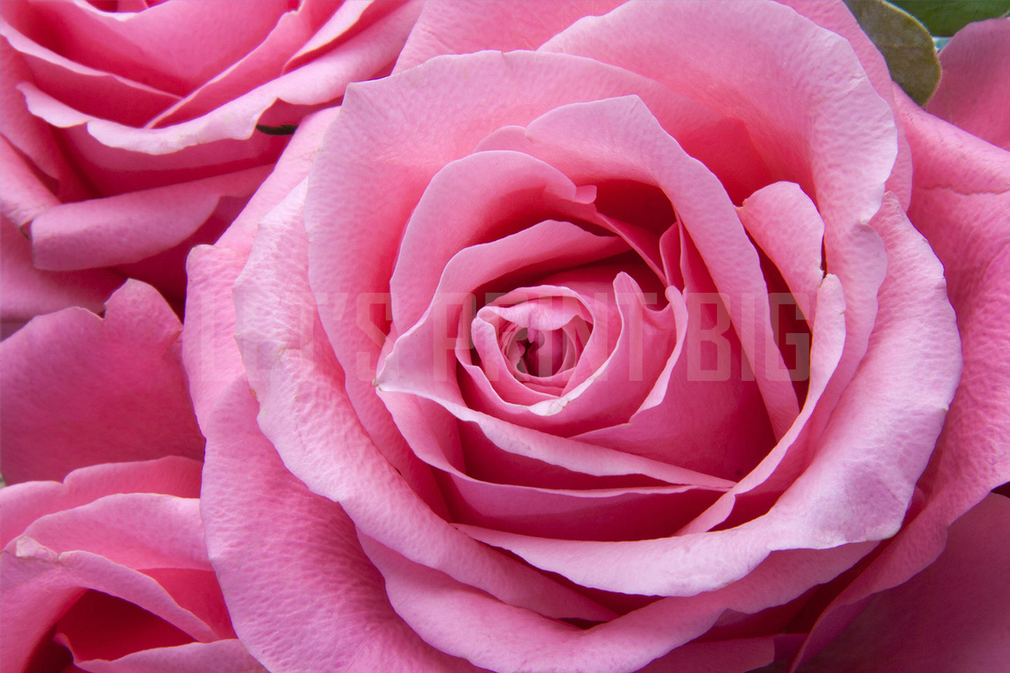 Pink Rose Huge Custom Designed Wallpaper