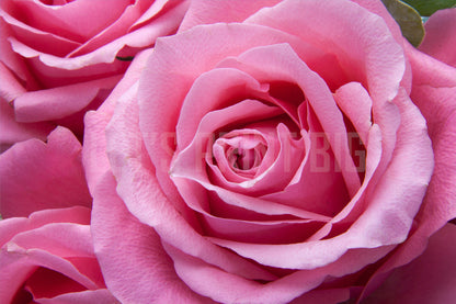 Pink Rose Huge Custom Designed Wallpaper