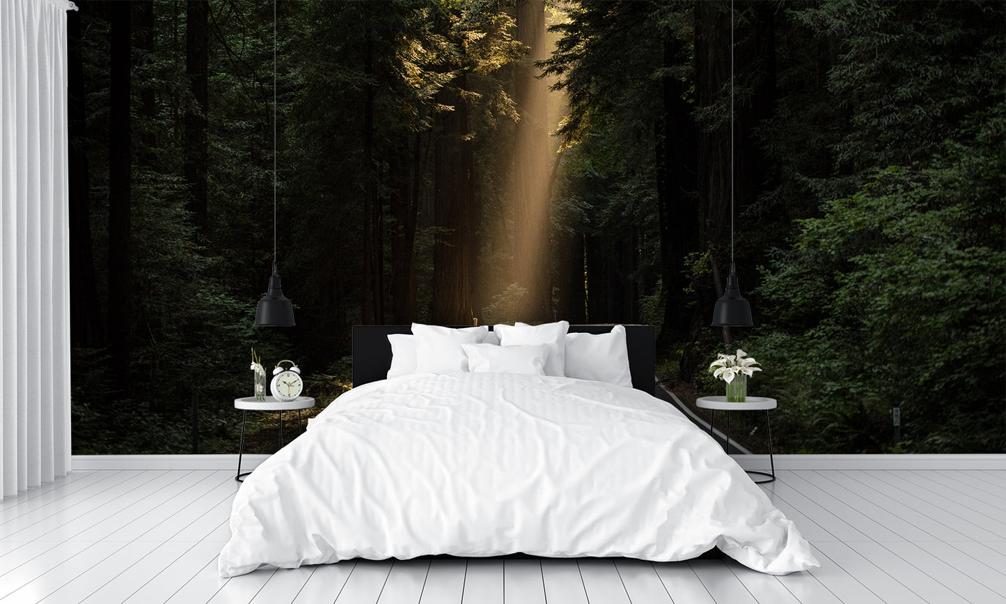 Sun Shining on Road in the Woods Wall Mural