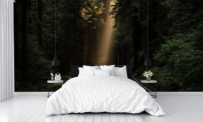 Sun Shining on Road in the Woods Wall Mural