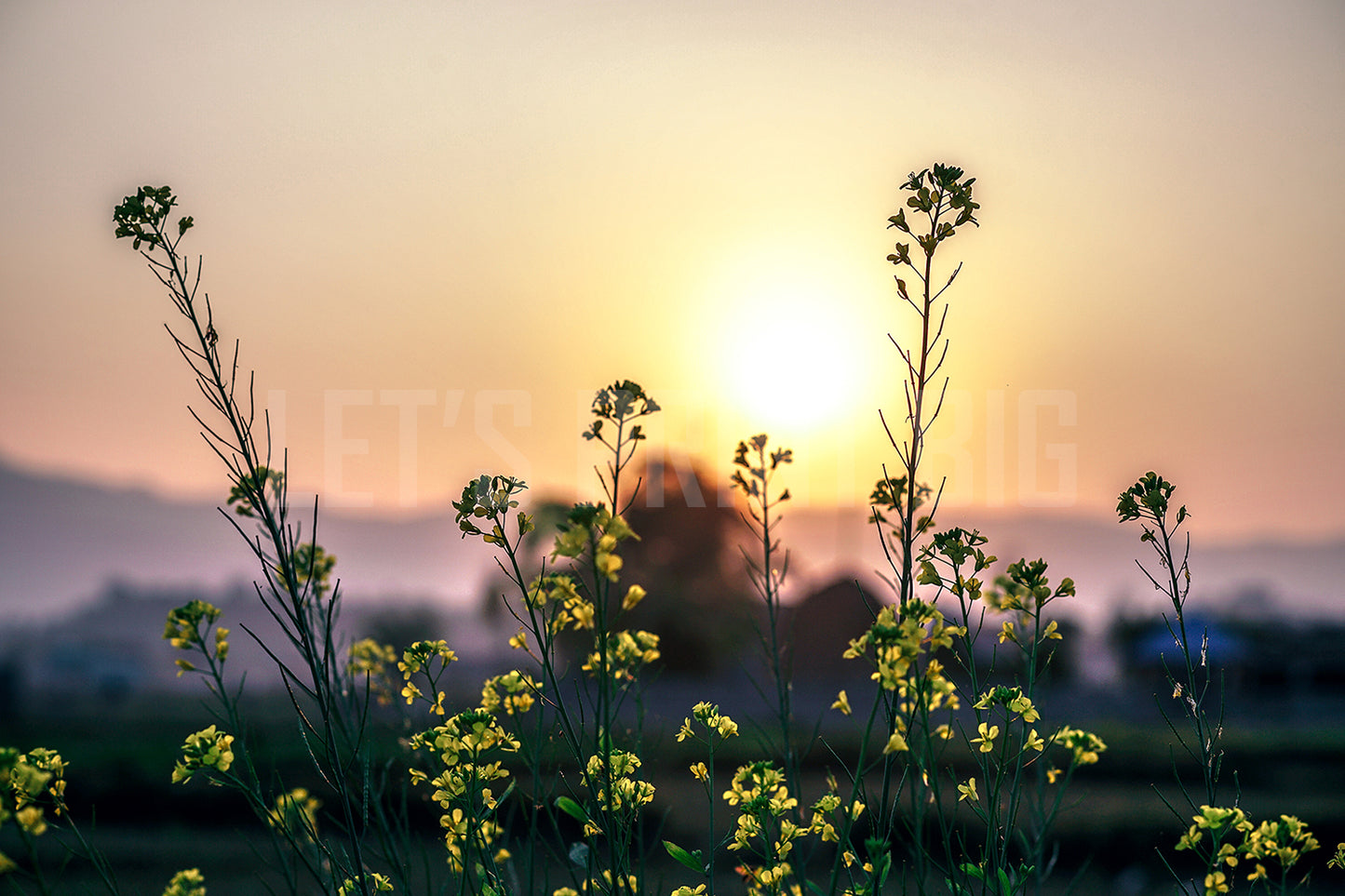 Sunset Flowers Mural Wallpaper