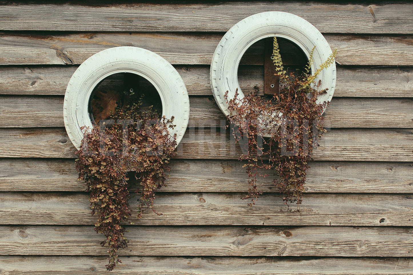 Rustic Tires with Plants on Wood Texture Mural Wallpaper