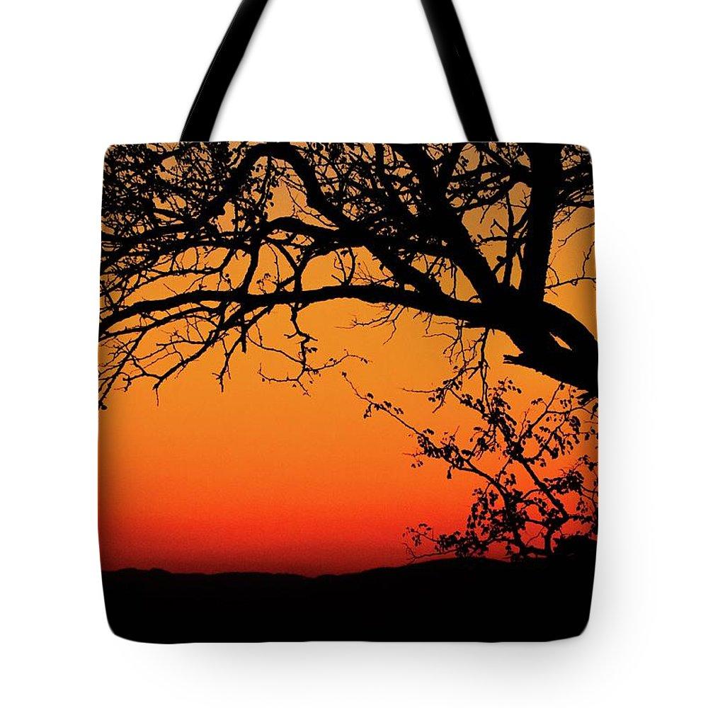 Tree Silhouette - Tote Bag