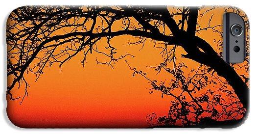 Tree Silhouette - Phone Case