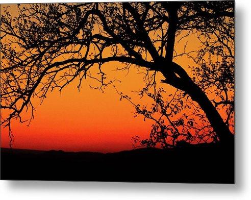 Tree Silhouette - Metal Print