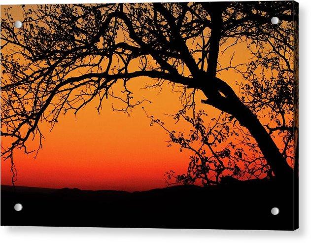 Tree Silhouette - Acrylic Print