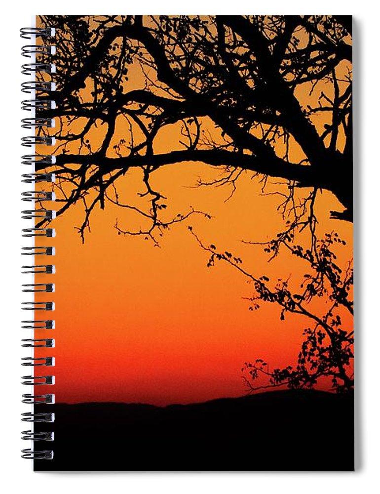 Tree Silhouette - Spiral Notebook