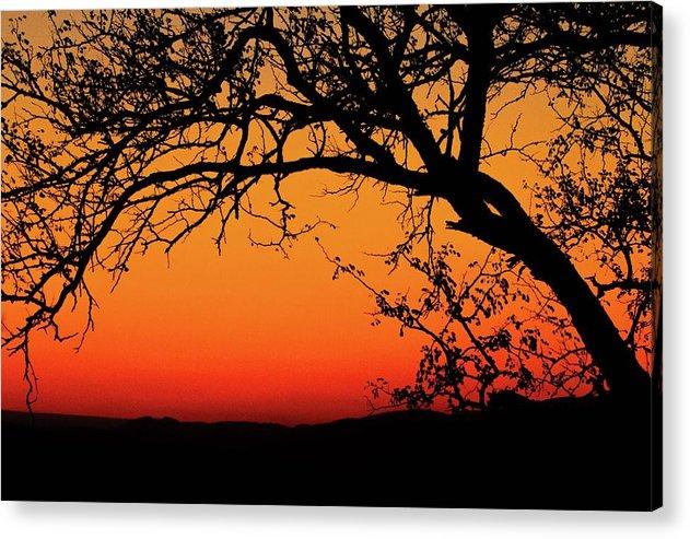 Tree Silhouette - Acrylic Print