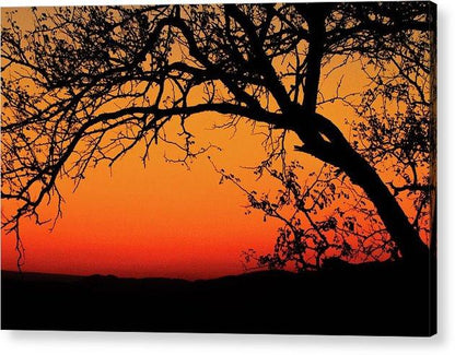 Tree Silhouette - Acrylic Print