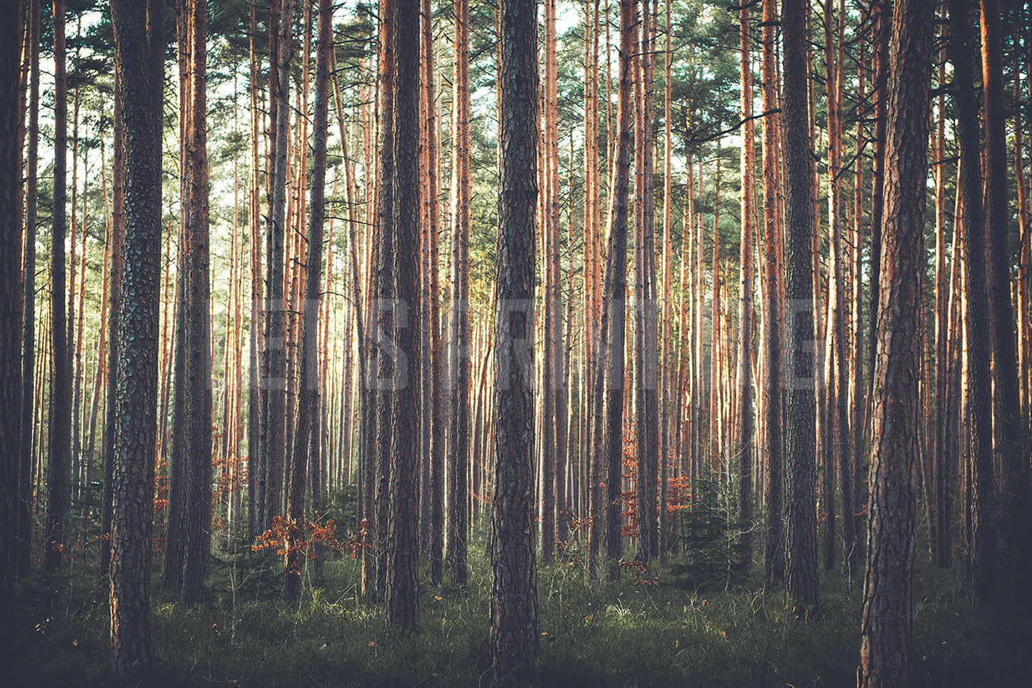 Woodland Scene Wallpaper