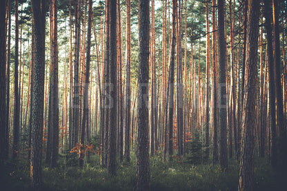 Woodland Scene Wallpaper