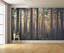 Woodland Scene Wallpaper