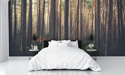 Woodland Scene Wallpaper